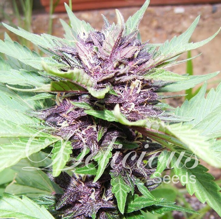 Delicious Seeds - Auto Dark Purple (auto/fem.)