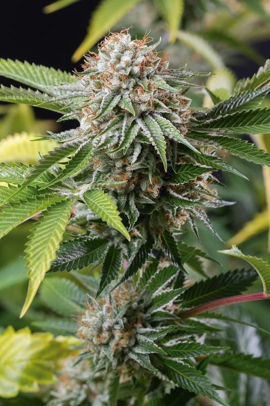 Humboldt Seed Organization - Mango Sapphire (fem.)