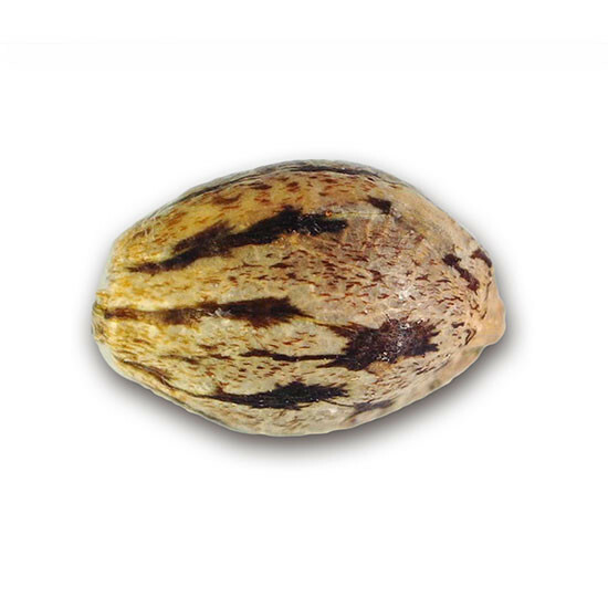 Delicious Seeds - IL Diavolo (auto/fem.)