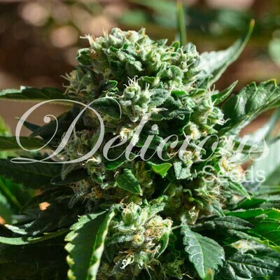 Delicious Seeds - IL Diavolo (auto/fem.) 02592