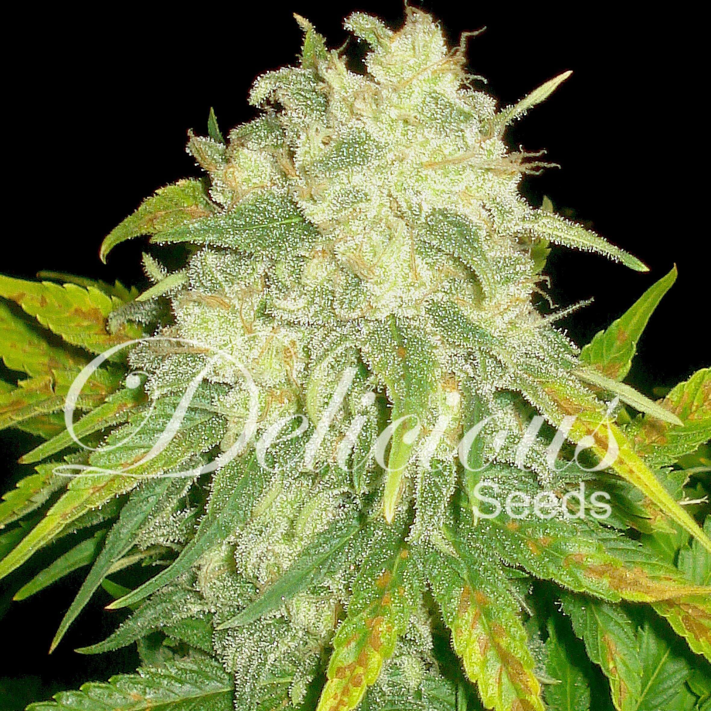 Delicious Seeds - IL Diavolo (auto/fem.)