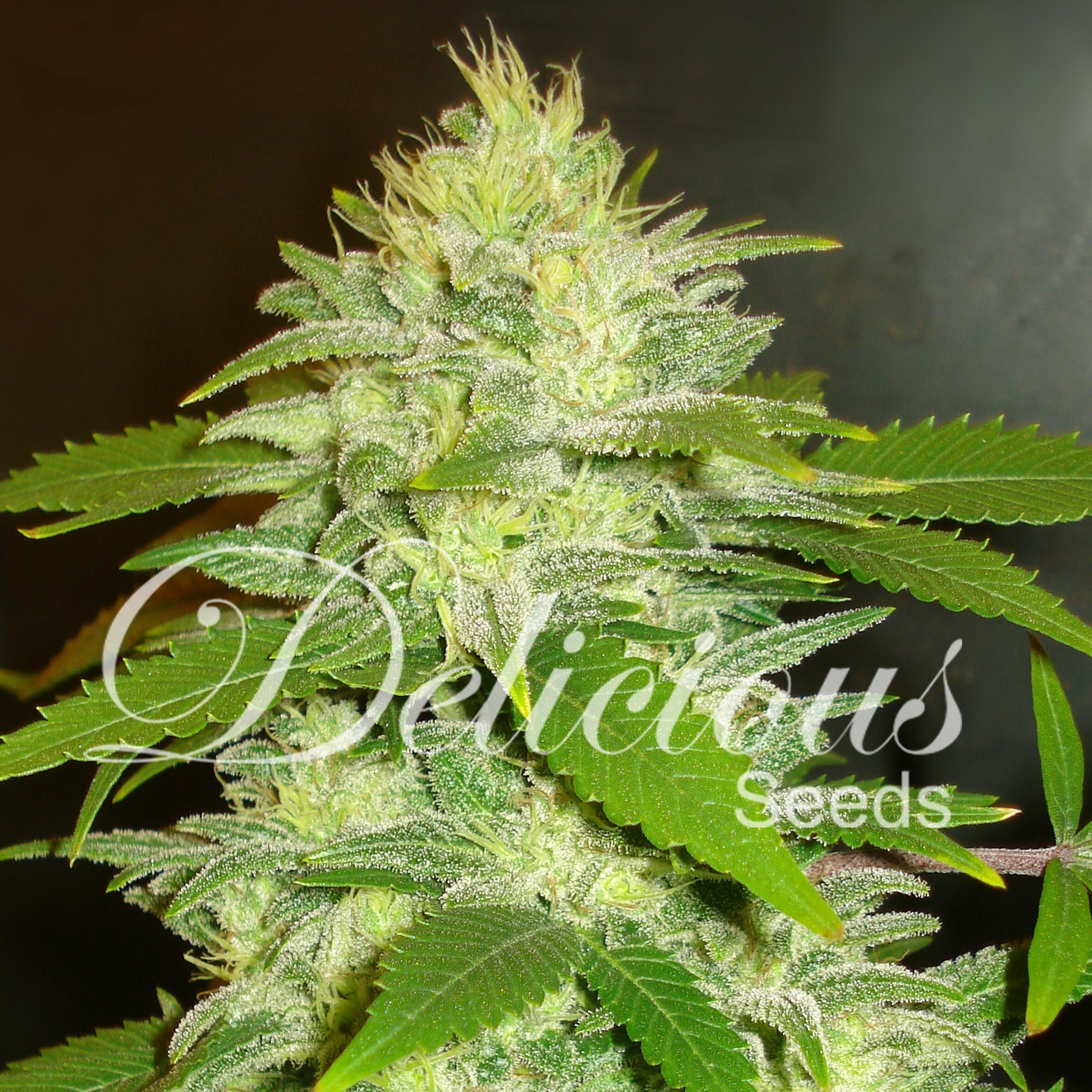 Delicious Seeds - La Musa (fem./auto)