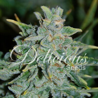 Delicious Seeds - Northern Light Blue Auto (auto/fem.) 02597