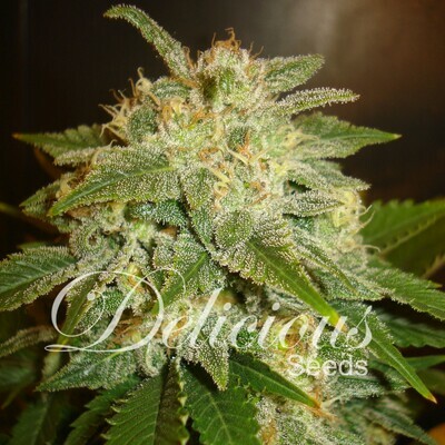 Delicious Seeds - La Bella Afrodita (auto/fem.) 02593