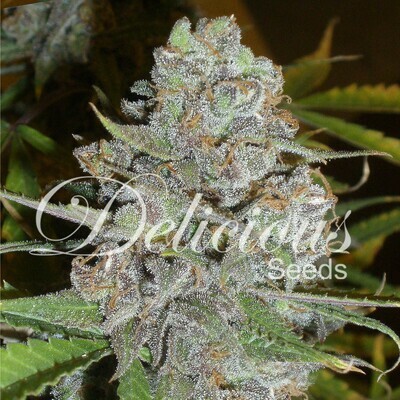 Delicious Seeds - La Diva (auto/fem.) 02594