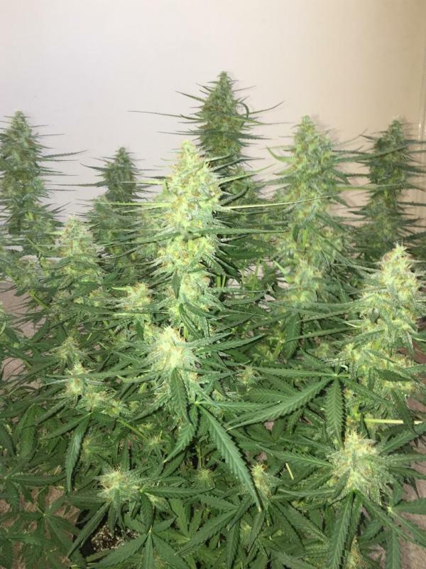 Delicious Seeds - Sugar Black Rose Auto (auto/fem.)