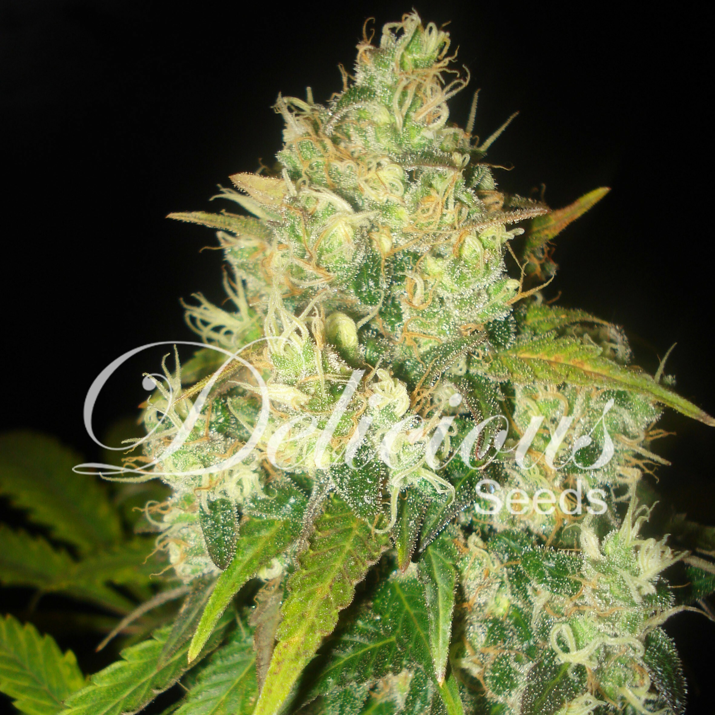Delicious Seeds - Black Russian (fem.)
