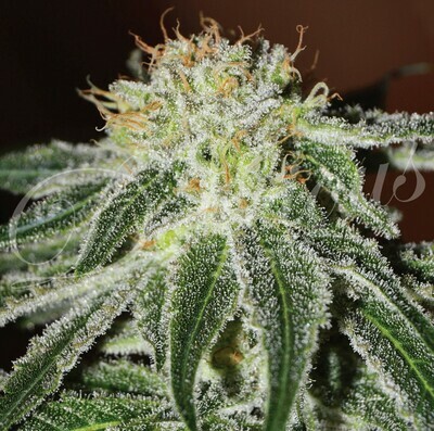 Delicious Seeds - Black Russian (fem.) 02326