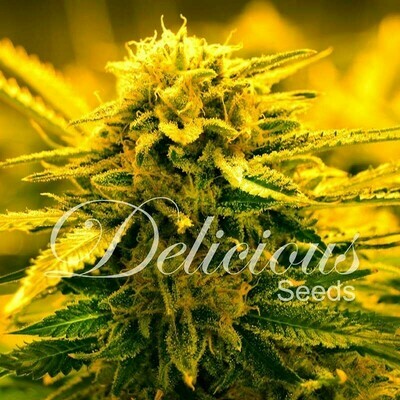 Delicious Seeds - Sugar Black Rose Auto (auto/fem.) 03632