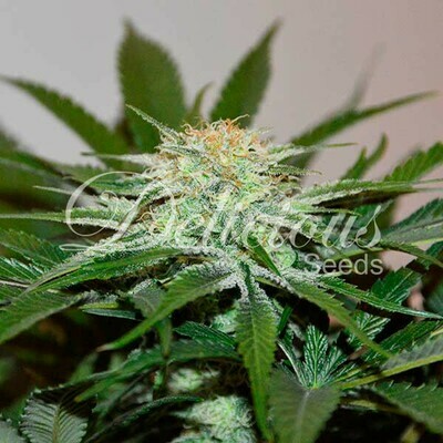 Delicious Seeds - Descojack (fem.) 06888