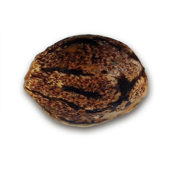 Delicious Seeds - Cotton Candy (fem.)