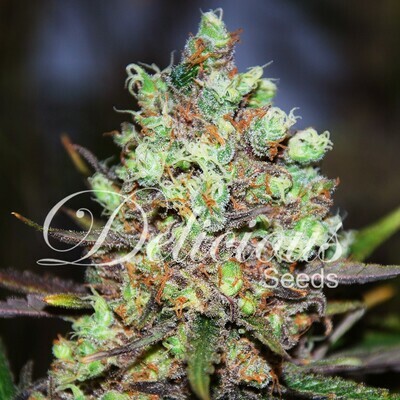 Delicious Seeds - Cotton Candy (fem.) 02508