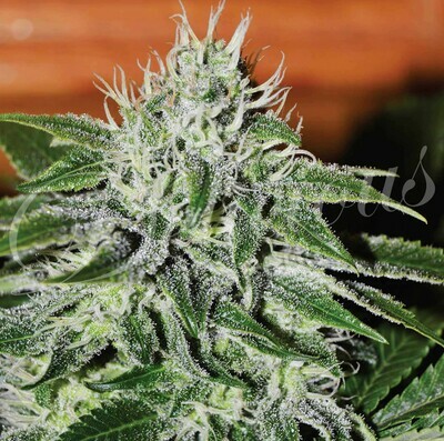 Delicious Seeds - Critical Jack Herer (fem.) 02509