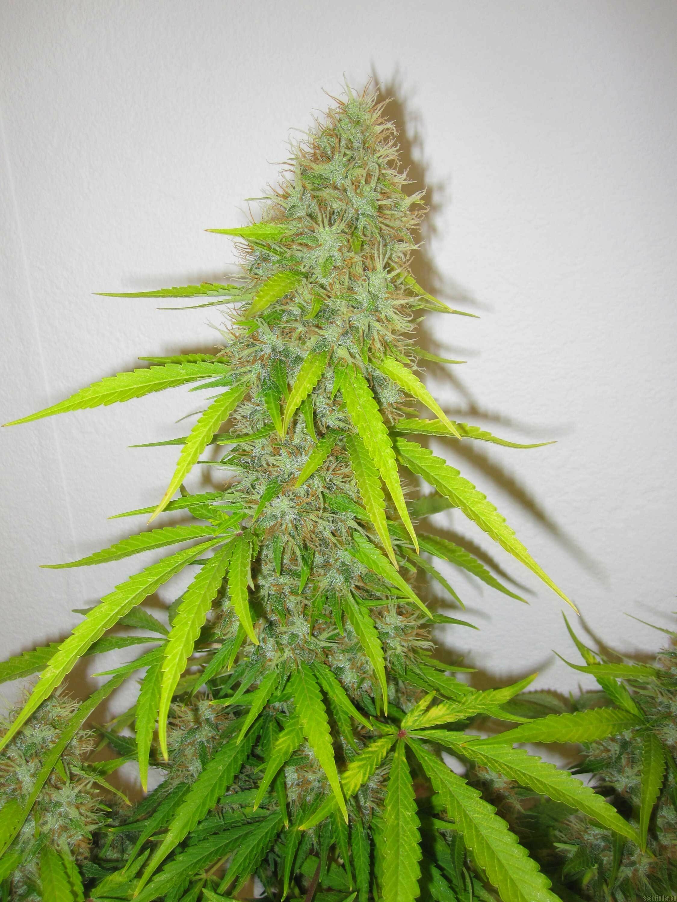 Delicious Seeds - Critical Jack Herer (fem.)