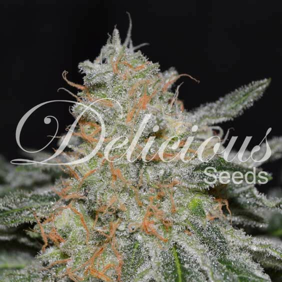 Delicious Seeds - Critical Neville Haze 2.0 (fem.)