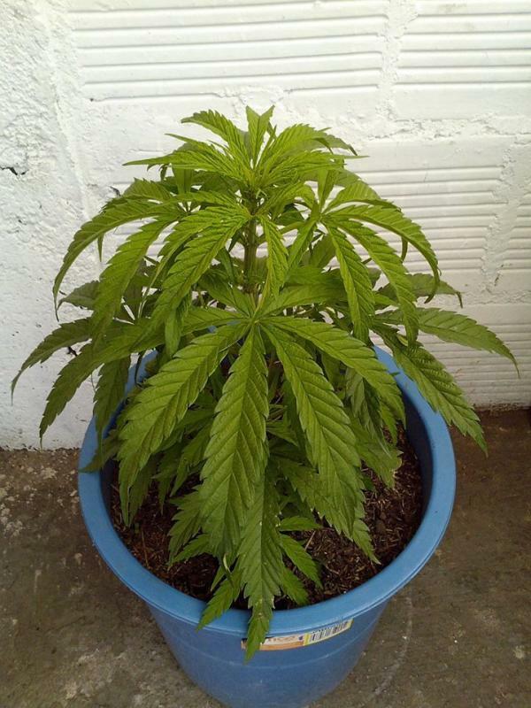 Delicious Seeds - Critical Neville Haze 2.0 (fem.)