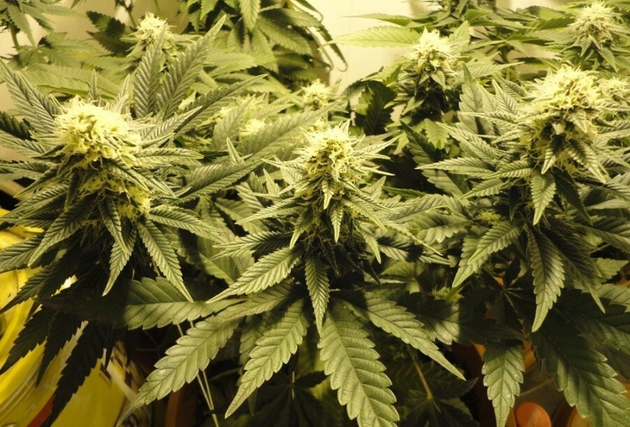 Delicious Seeds - Caramelo (fem.)