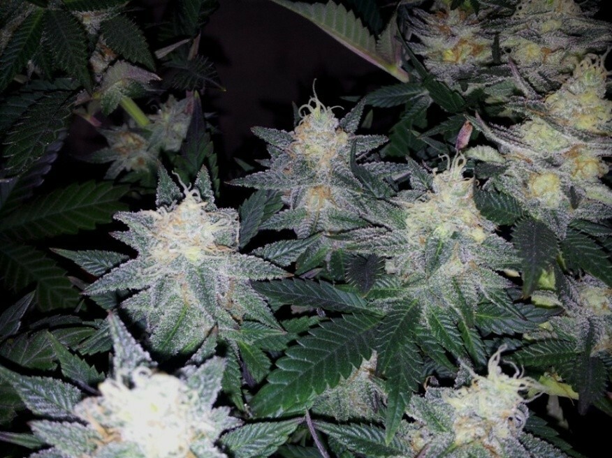 Delicious Seeds - Caramelo (fem.)