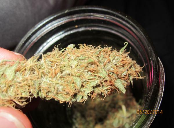 Delicious Seeds - Critical Kali Mist (fem.)