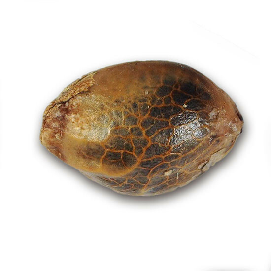 Delicious Seeds - Critical Jack Herer (fem.)