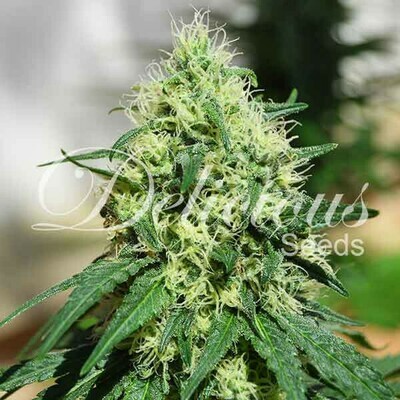 Delicious Seeds - Critical Kali Mist (fem.) 02512