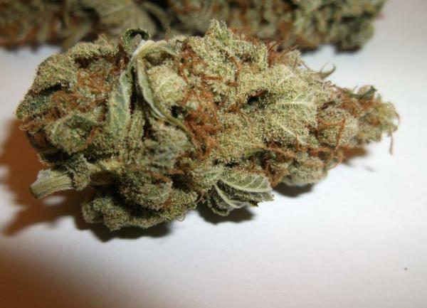 Delicious Seeds - Critical Kali Mist (fem.)