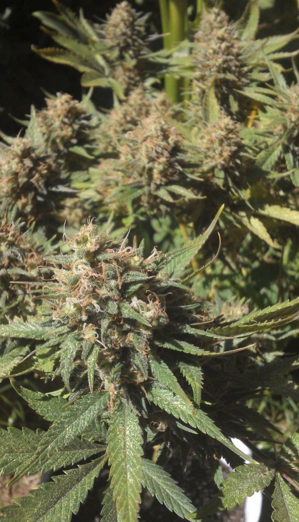 Delicious Seeds - Critical Kali Mist (fem.)