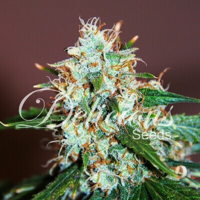 Delicious Seeds - Critical Neville Haze 2.0 (fem.) 02515