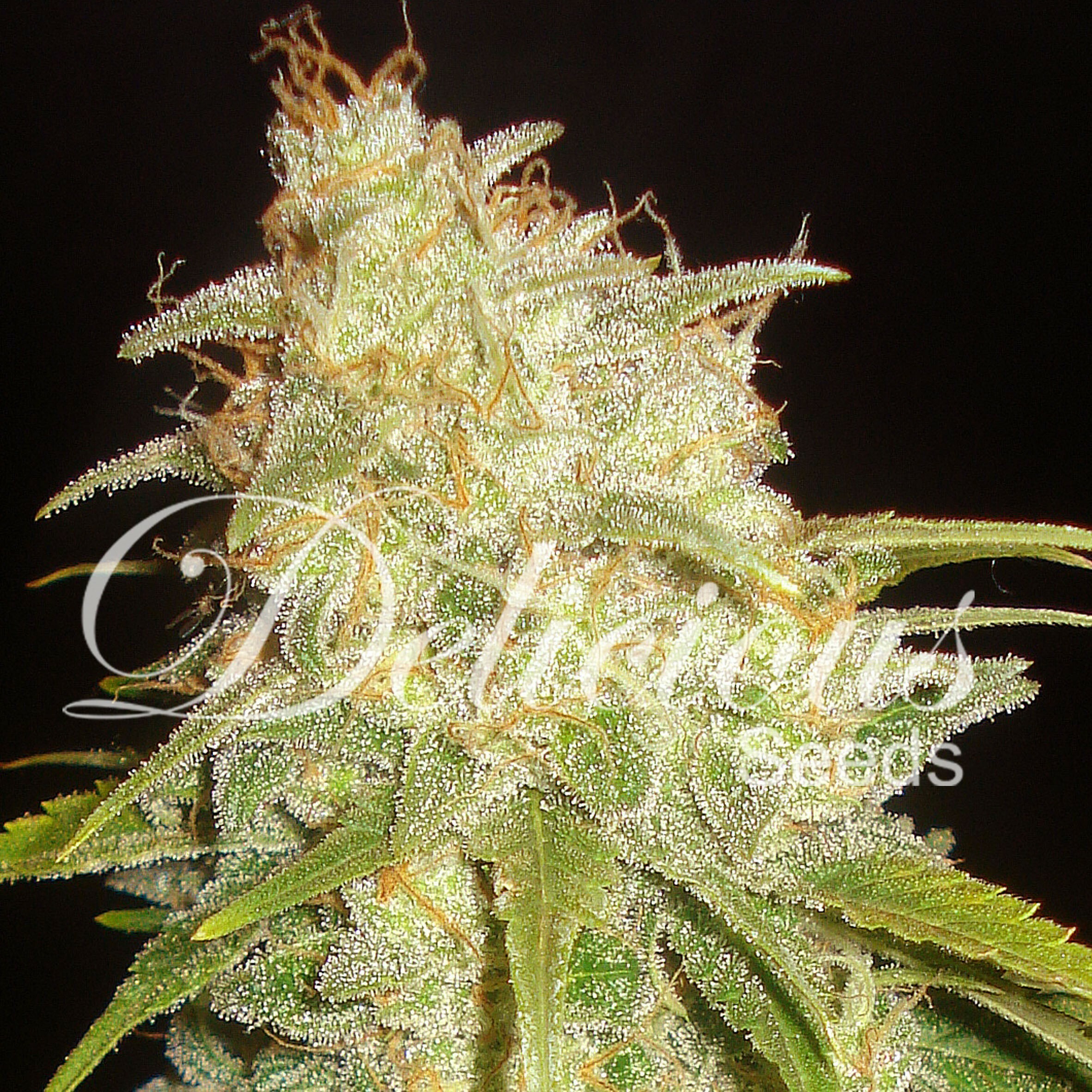 Delicious Seeds - Critical Yumbolt (fem.)