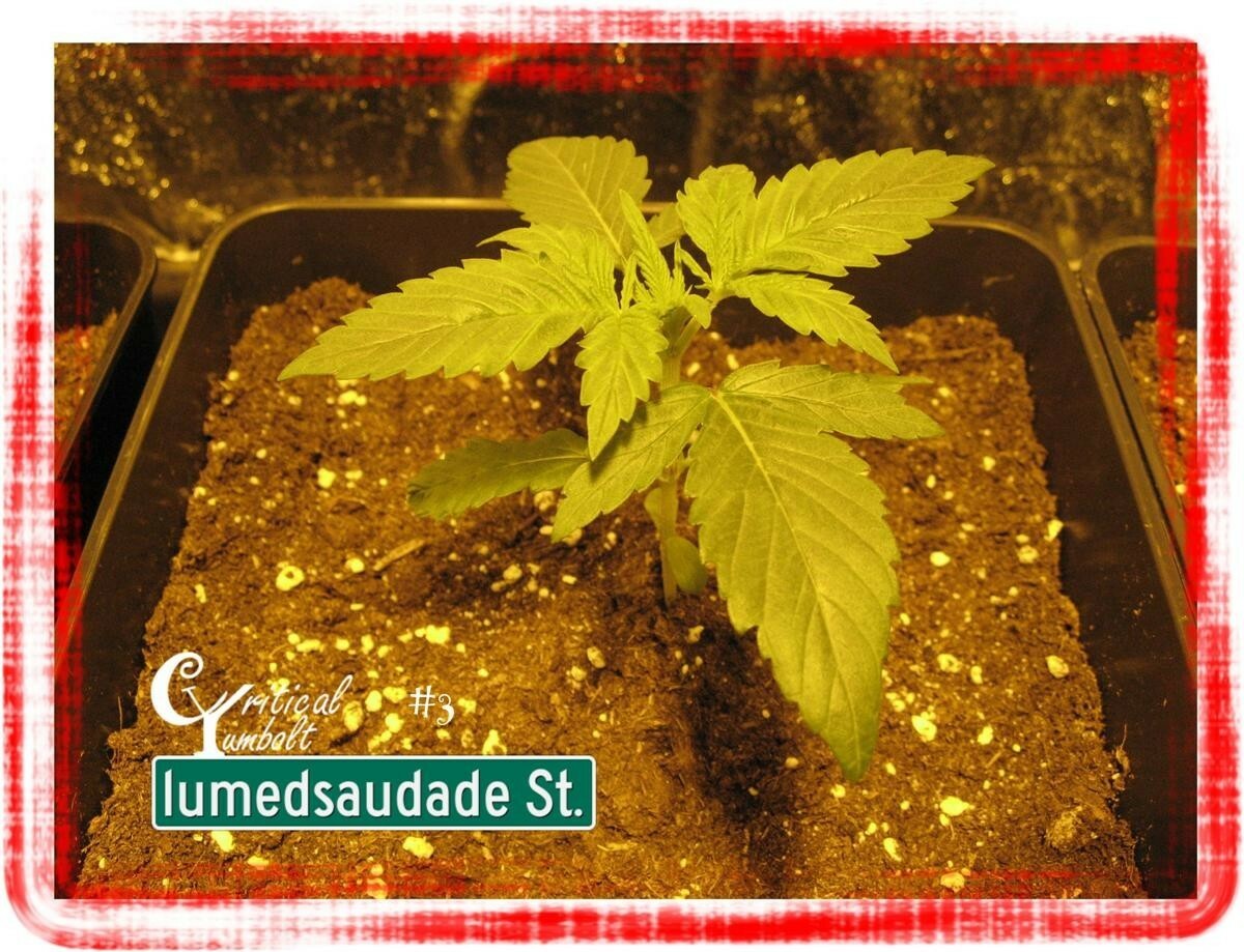 Delicious Seeds - Critical Yumbolt (fem.)