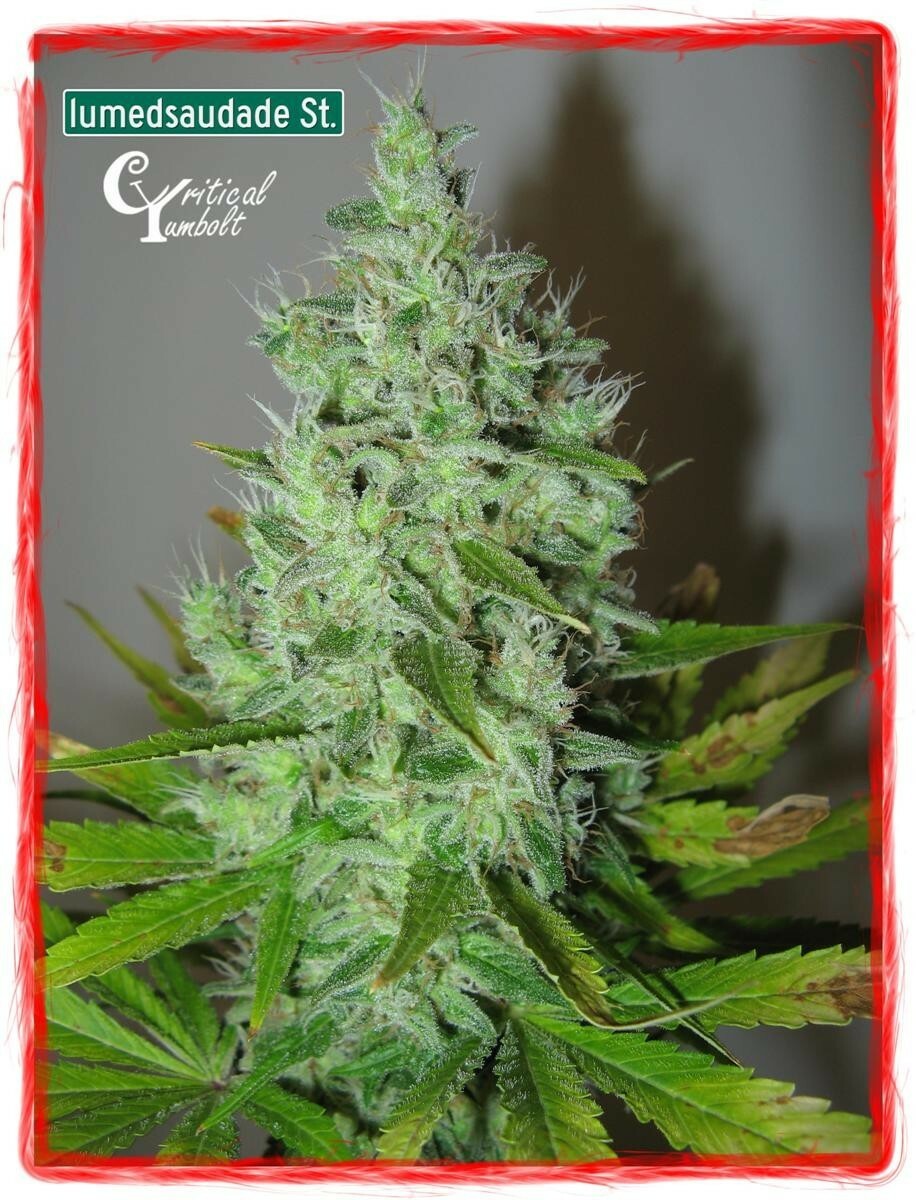 Delicious Seeds - Critical Yumbolt (fem.)