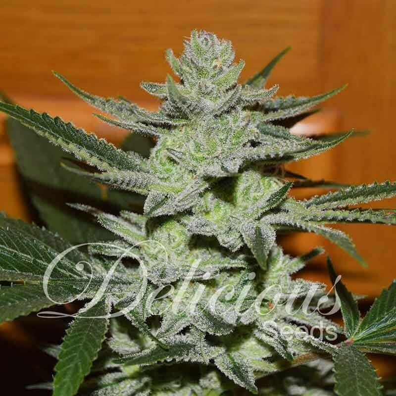 Delicious Seeds - Desconocida Kush (fem.)
