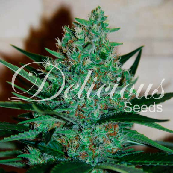 Delicious Seeds - Fruity Chronic Juice (fem.)
