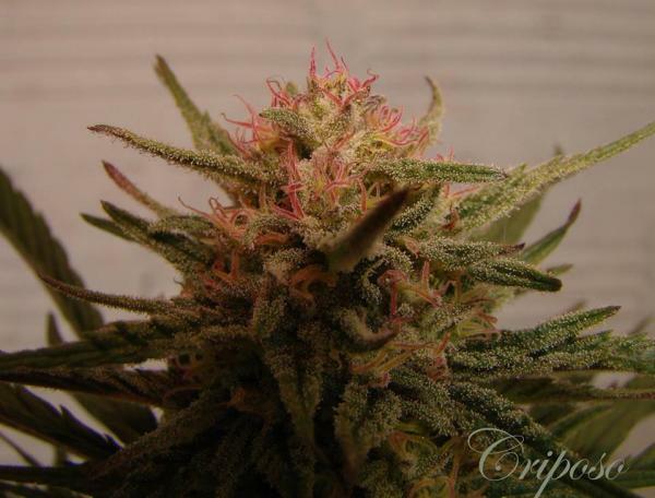 Delicious Seeds - Critical Neville Haze 2.0 (fem.)