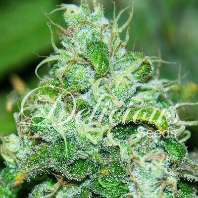 Delicious Seeds - Fruity Chronic Juice (fem.) 02585