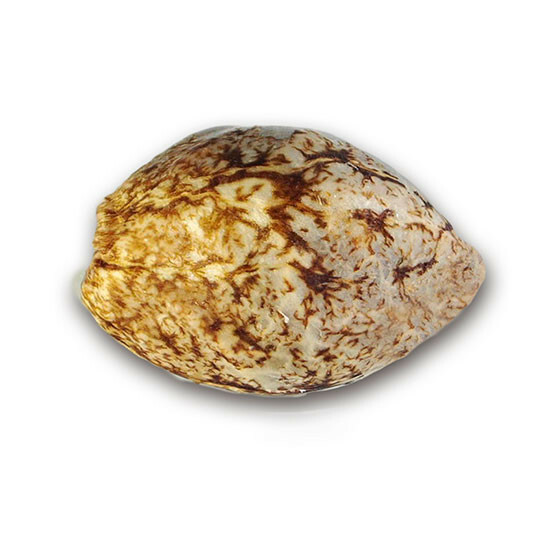 Delicious Seeds - Marmalate (fem.)