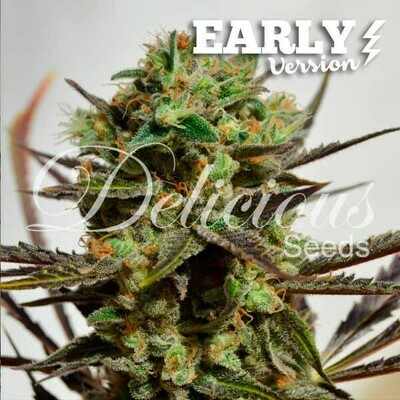 Delicious Seeds - Delicious Candy Early Version (fem.) 05701