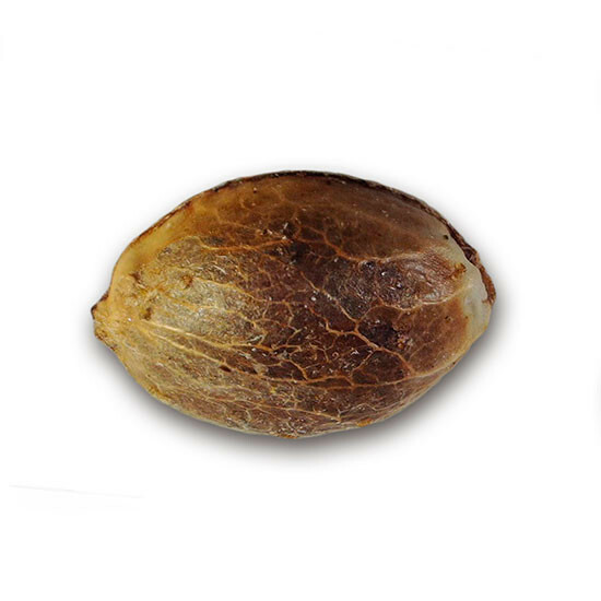 Delicious Seeds - Eleven Roses (fem.)