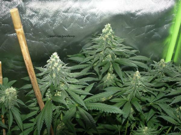 Delicious Seeds - Northern Light Blue (fem.)