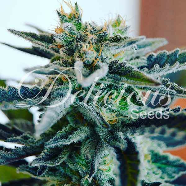 Delicious Seeds - Sugar Black Rose (fem.) Delicious Seeds - Sugar Black Rose (fem.)