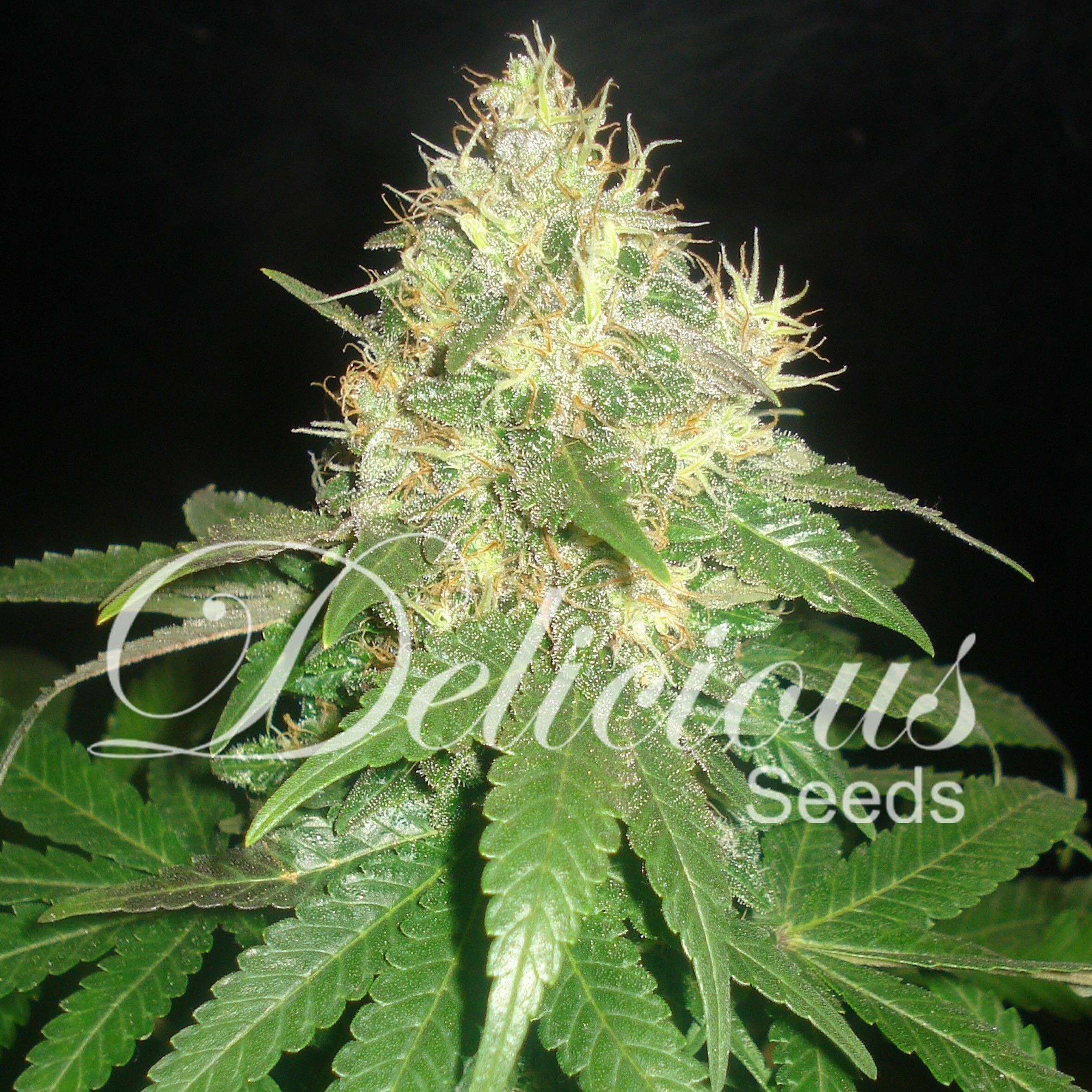 Delicious Seeds - Northern Light Blue (fem.)