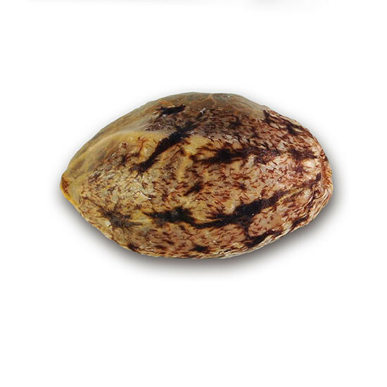 Delicious Seeds - Unknown Kush (fem.)