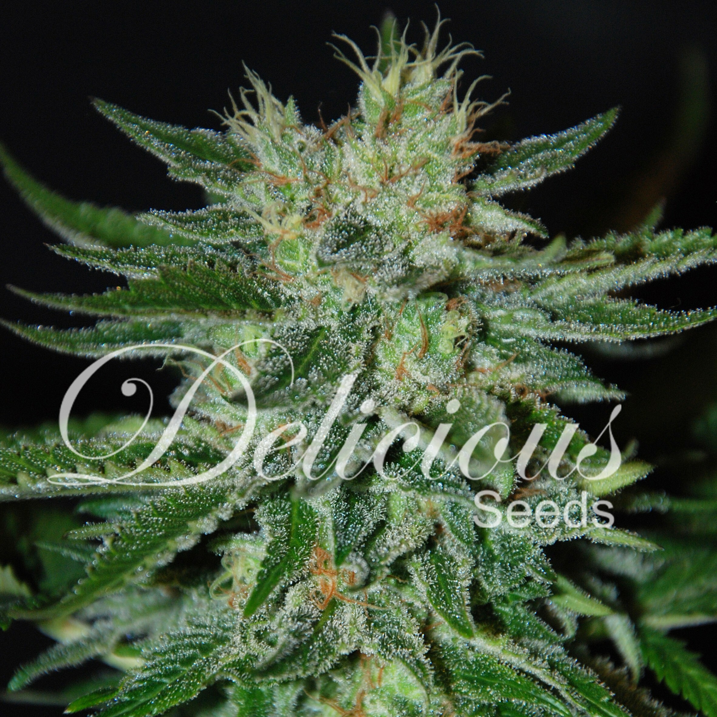Delicious Seeds - Sugar Black Rose (fem.) Delicious Seeds - Sugar Black Rose (fem.)