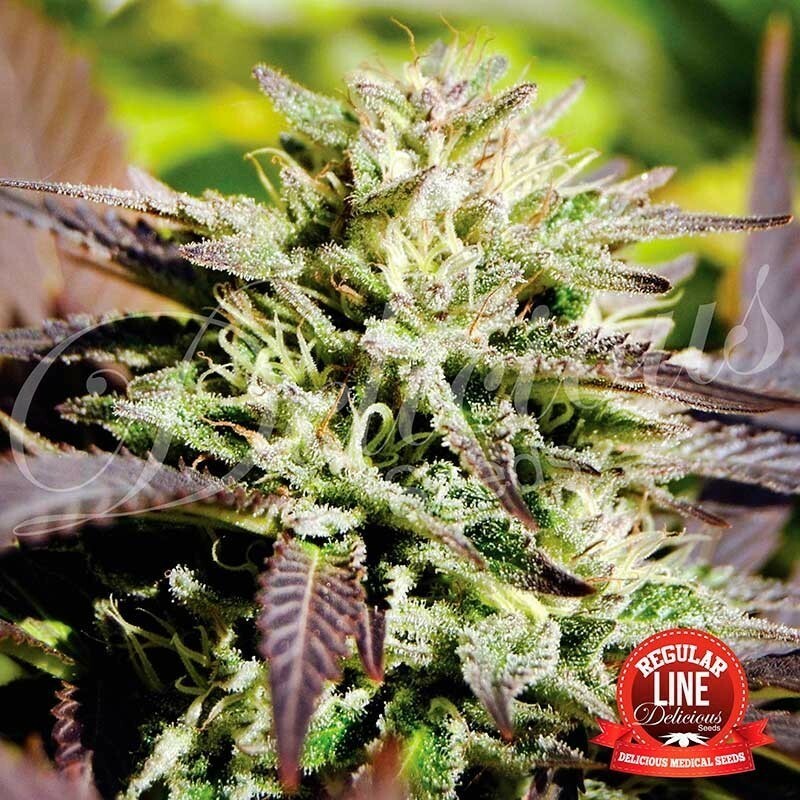 Delicious Seeds - Caramelo (reg.)