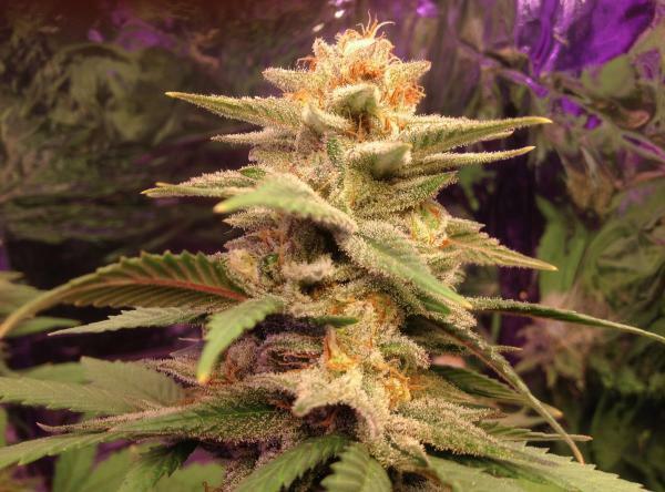 Delicious Seeds - Caramelo (reg.)