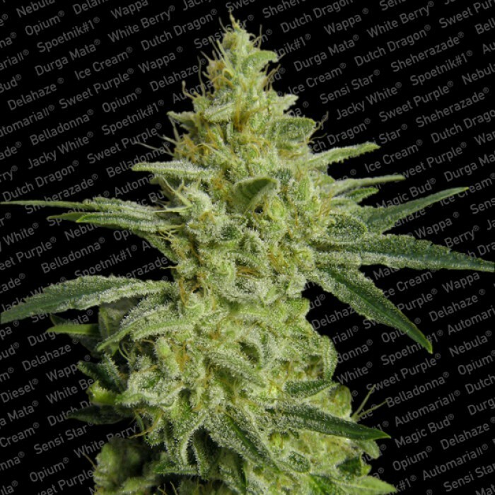Paradise Seeds - Allkush (fem.)
