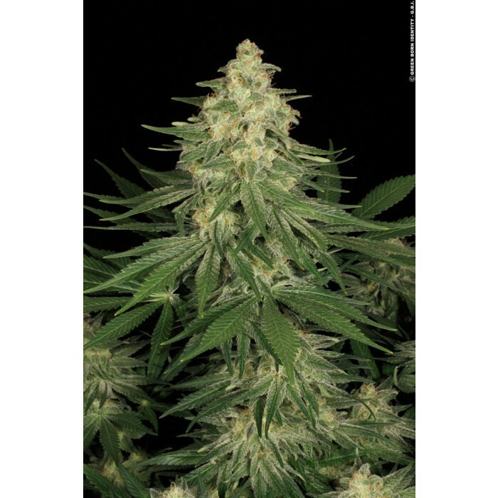 Paradise Seeds - Allkush (fem.)