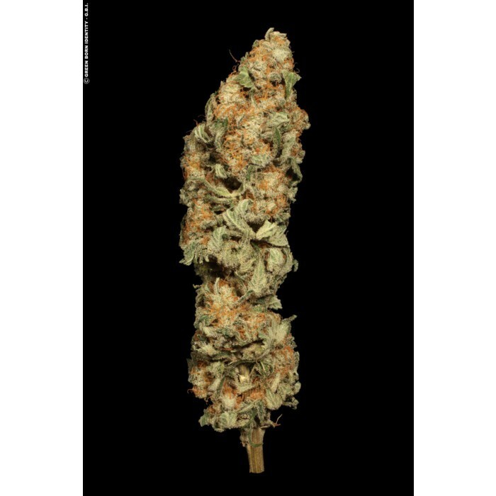 Paradise Seeds - Allkush (fem.)