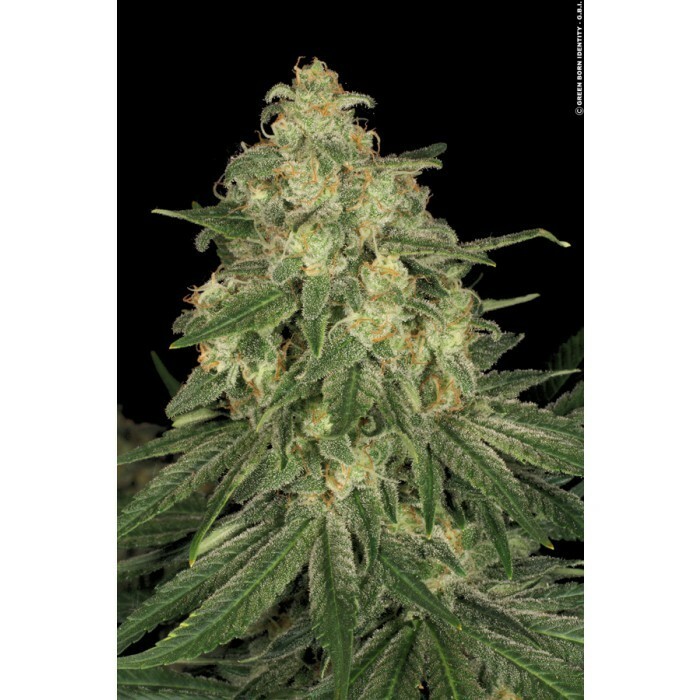Paradise Seeds - Allkush (fem.)