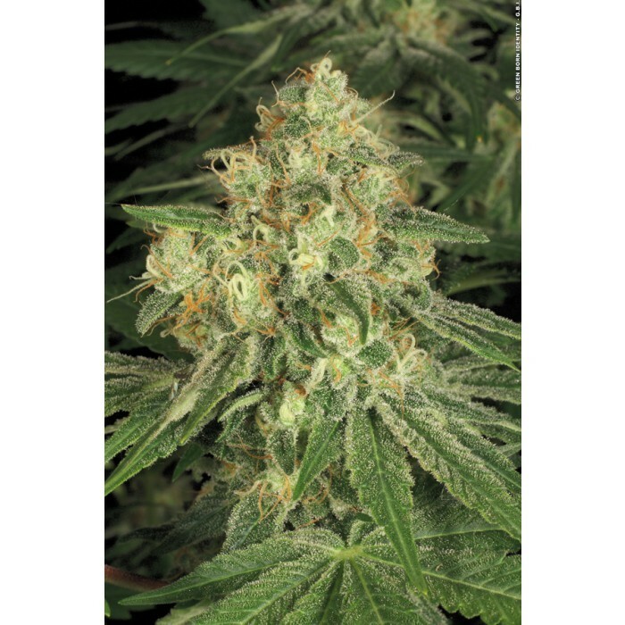 Paradise Seeds - Allkush (fem.)